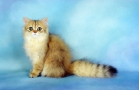 Picture of fluffy golden Persian, sitting down