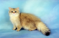 Picture of fluffy golden Persian