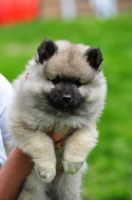 Picture of fluffy keeshon pup