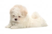 Picture of fluffy Maltese puppy on white background