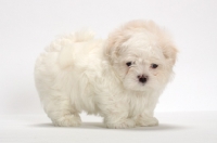 Picture of fluffy Maltese puppy on white background