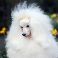 Picture of fluffy miniature poodle, portrait