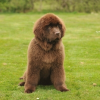 Picture of fluffy Newfoundland pup