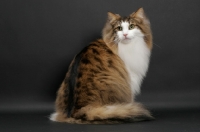 Picture of fluffy Norwegian Forest cat, Brown Mackerel Tabby & White, back view
