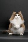 Picture of fluffy Norwegian Forest cat, Brown Mackerel Tabby & White, begging