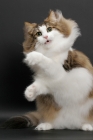 Picture of fluffy Norwegian Forest cat, Brown Mackerel Tabby & White, curious