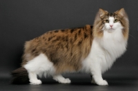 Picture of fluffy Norwegian Forest cat, Brown Mackerel Tabby & White, side view