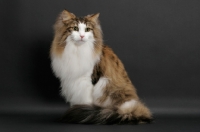 Picture of fluffy Norwegian Forest cat, Brown Mackerel Tabby & White