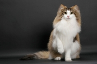 Picture of fluffy Norwegian Forest cat, Brown Mackerel Tabby & White, sitting down