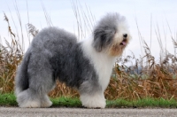 Picture of fluffy Old English Sheepdog side view