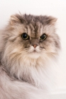 Picture of fluffy persian cat portrait
