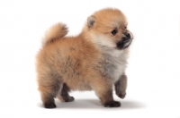 Picture of fluffy Pomeranian puppy on white background