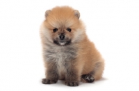 Picture of fluffy Pomeranian puppy sitting on white background