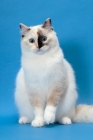 Picture of fluffy Ragdoll, Seal Tortie Point Mitted, sitting down
