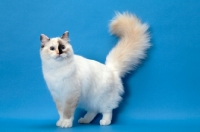 Picture of fluffy Ragdoll, Seal Tortie Point Mitted