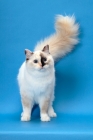 Picture of fluffy Ragdoll, Seal Tortie Point Mitted, tail up