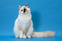 Picture of fluffy Ragdoll, Seal Tortie Point Mitted, sitting down