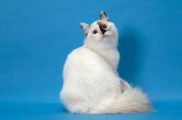 Picture of fluffy Ragdoll, Seal Tortie Point Mitted, sitting down