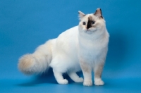 Picture of fluffy Ragdoll, Seal Tortie Point Mitted, looking away