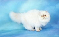 Picture of fluffy red cameo Persian kitten
