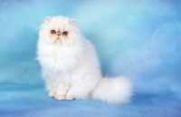 Picture of fluffy red cameo Persian kitten, sitting down