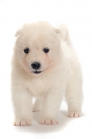 Picture of fluffy Samoyed puppy