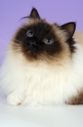 Picture of fluffy seal point birman cat looking up