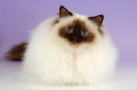 Picture of fluffy seal pointed Birman cat on pastel background