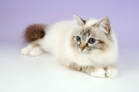 Picture of fluffy seal tabby point birman cat 