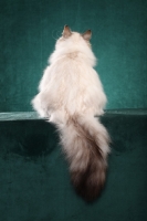 Picture of fluffy Siberian cat, back view