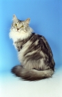 Picture of fluffy silver and white Norwegian Forest cat on blue background