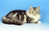Picture of fluffy silver and white Norwegian Forest cat lying on blue background