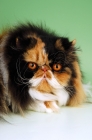 Picture of fluffy tortie and white persian cat, portrait