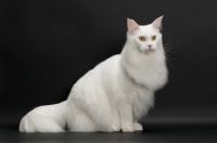 Picture of fluffy white Maine Coon on black background, sitting down
