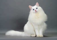 Picture of fluffy white Norwegian Forest cat