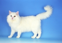 Picture of fluffy white Norwegian Forest cat, odd eyed
