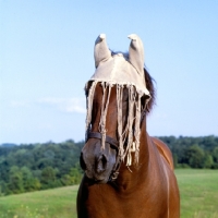 Picture of fly protection on horse in usa