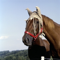 Picture of fly protection on horse in usa