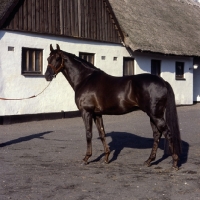 Picture of flying drumstick, danish thoroughbred full body 