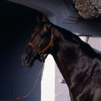 Picture of Flying Drumstick, Danish Thoroughbred head and shoulders  