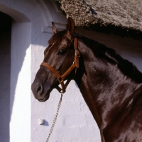 Picture of flying drumstick, danish thoroughbred