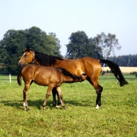 Picture of foal drinking milk at marbach