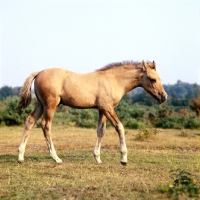 Picture of foal waking on a common