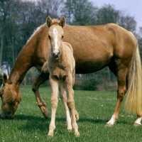 Picture of foal with palomino mother behind