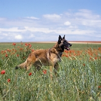 Picture of folly, malinois from sabrefield, in poppy field