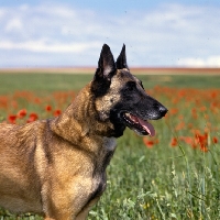 Picture of folly, malinois from sabrefield, head study  