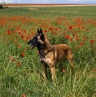 Picture of folly, malinois from sabrefield, in poppy field