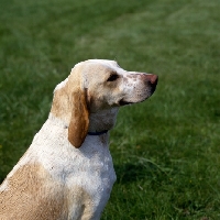 Picture of fompoise,  billy head and shoulder shot