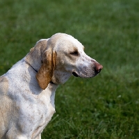 Picture of fompoise, billy head and shoulder shot