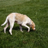 Picture of fompoise, billy sniffing grass